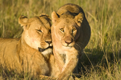 Billige fly til Amboseli